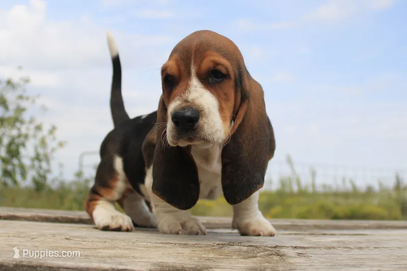Ray Stevens – Basset Hound puppy for sale in Burns, KS