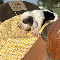 Loretta Lynn, a female Basset Hound for sale in Burns, KS – 2 of 4