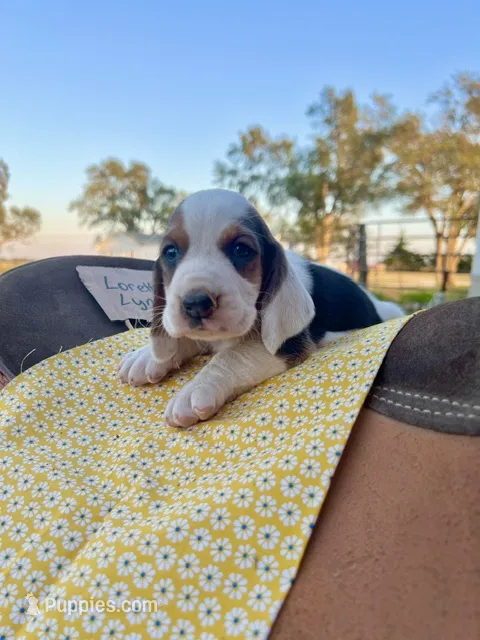 Loretta Lynn – Basset Hound puppy for sale in Burns, KS