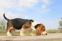 Charley Pride, a male Basset Hound for sale in Burns, KS – 2 of 10