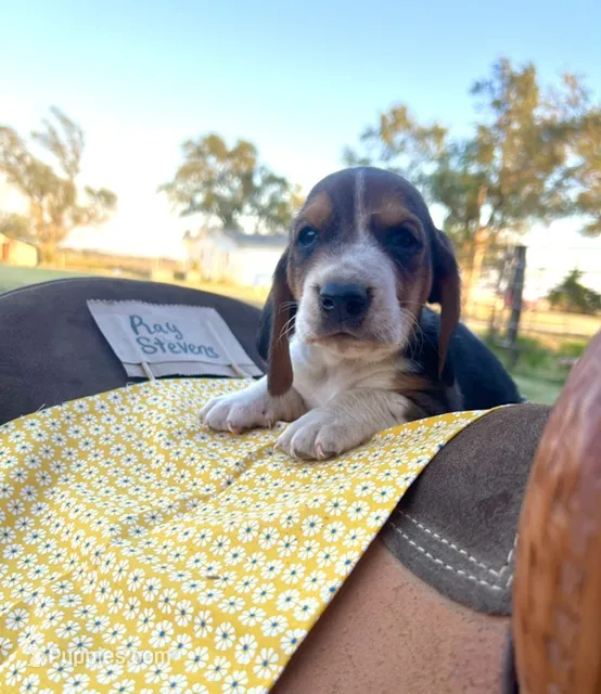 Ray Stevens – Basset Hound puppy for sale in Burns, KS