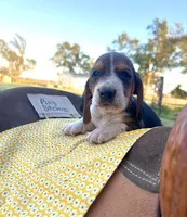 Ray Stevens, a male Basset Hound for sale in Burns, KS – 3 of 10
