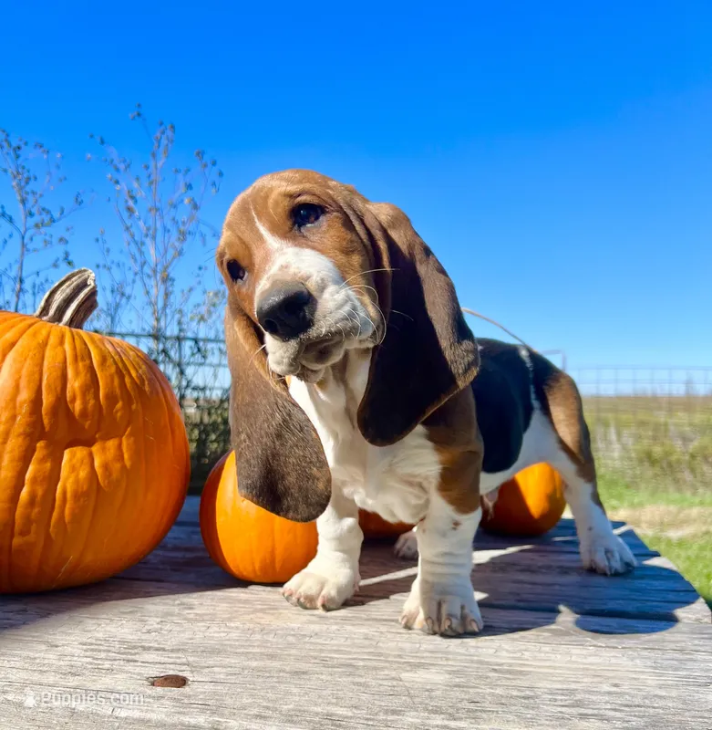 Ray Stevens – Basset Hound puppy for sale in Burns, KS