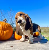 Ray Stevens, a male Basset Hound for sale in Burns, KS – 1 of 5