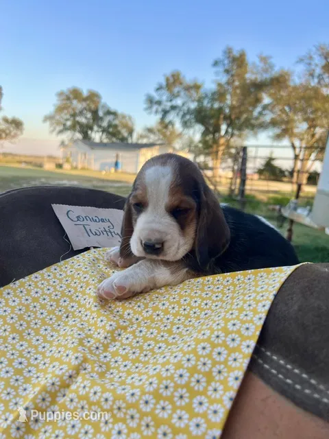 Conway Twitty – Basset Hound puppy for sale in Burns, KS