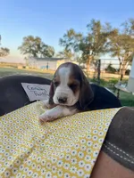 Conway Twitty, a male Basset Hound for sale in Burns, KS – 1 of 7