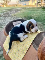 Loretta Lynn, a female Basset Hound for sale in Burns, KS – 3 of 10