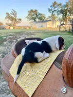 Loretta Lynn, a female Basset Hound for sale in Burns, KS – 4 of 10