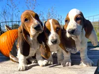 Loretta Lynn, a female Basset Hound for sale in Burns, KS – 3 of 5