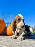 Loretta Lynn, a female Basset Hound for sale in Burns, KS – 2 of 5