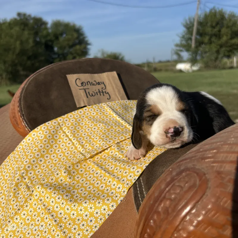 Conway Twitty – Basset Hound puppy for sale in Burns, KS