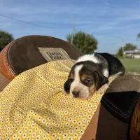 AKC Charley Pride, a male Basset Hound for sale in Burns, KS – 3 of 5