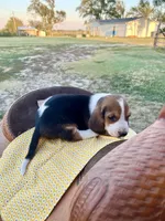 Charley Pride, a male Basset Hound for sale in Burns, KS – 4 of 10