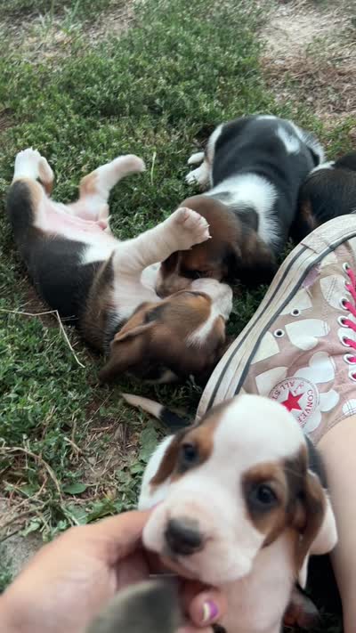 Conway Twitty, a male Basset Hound for sale in Burns, KS – 7 of 7