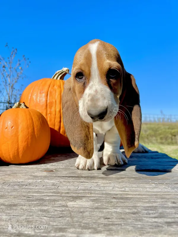 AKC Charley Pride – Basset Hound puppy for sale in Burns, KS