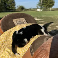 Ray Stevens, a male Basset Hound for sale in Burns, KS – 2 of 4
