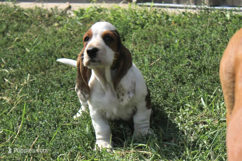 Loretta Lynn – Basset Hound puppy for sale in Burns, KS