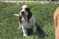 Loretta Lynn, a female Basset Hound for sale in Burns, KS – 1 of 10