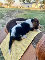 Conway Twitty, a male Basset Hound for sale in Burns, KS – 2 of 7