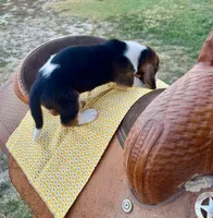 Charley Pride, a male Basset Hound for sale in Burns, KS – 5 of 10