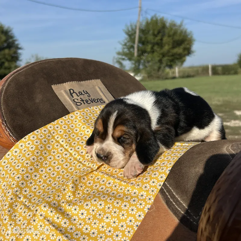 Ray Stevens – Basset Hound puppy for sale in Burns, KS