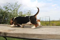 Ray Stevens, a male Basset Hound for sale in Burns, KS – 2 of 10