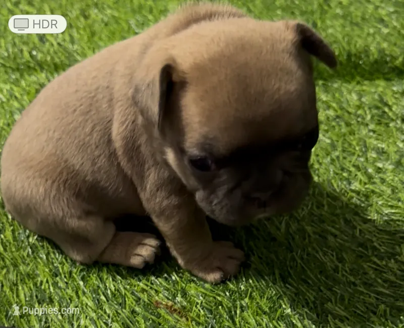 Shakira – French Bulldog puppy for sale in Spring, TX
