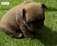 Shakira, a female French Bulldog for sale in Spring, TX – 1 of 6