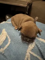 Madonna, a female French Bulldog for sale in Spring, TX – 5 of 6