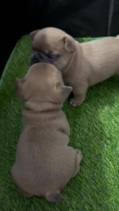 Shakira, a female French Bulldog for sale in Spring, TX – 5 of 6