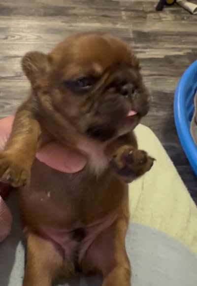 Measi, a male French Bulldog for sale in Spring, TX – 5 of 5