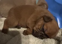 Measi, a male French Bulldog for sale in Spring, TX – 2 of 5