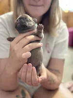 Shakira, a female French Bulldog for sale in Spring, TX – 4 of 6