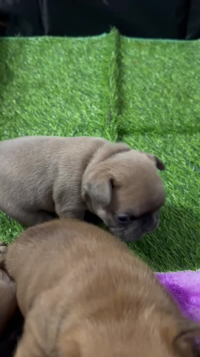 Shakira, a female French Bulldog for sale in Spring, TX – 6 of 6