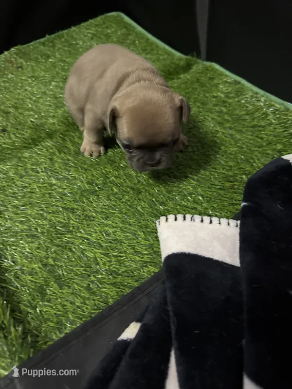 Madonna – French Bulldog puppy for sale in Spring, TX
