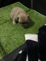 Madonna, a female French Bulldog for sale in Spring, TX – 1 of 6