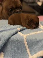 Measi, a male French Bulldog for sale in Spring, TX – 3 of 5