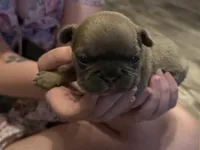 Shakira, a female French Bulldog for sale in Spring, TX – 2 of 6