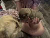 Shakira, a female French Bulldog for sale in Spring, TX – 3 of 6