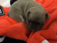 Madonna, a female French Bulldog for sale in Spring, TX – 2 of 6
