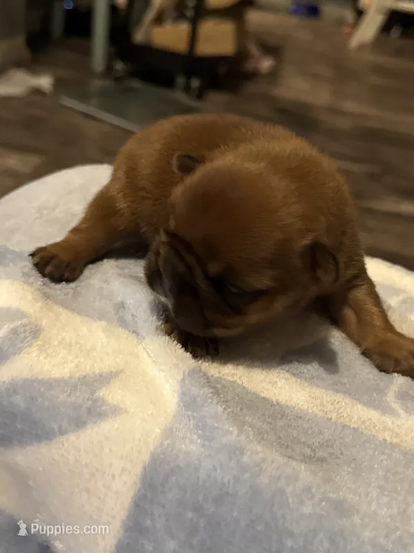 Measi – French Bulldog puppy for sale in Spring, TX