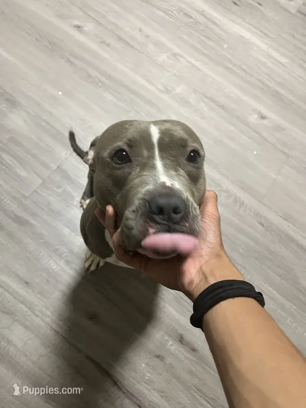 Cookie  – American Bully, American Pit Bull Terrier puppy for sale in Hamden, CT