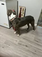 Cookie , a female American Bully and American Pit Bull Terrier for sale in Hamden, CT – 3 of 3