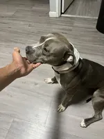 Cookie , a female American Bully and American Pit Bull Terrier for sale in Hamden, CT – 2 of 3