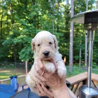 George- Lime Collar, a male Goldendoodle for sale in Dallas, GA – 2 of 2