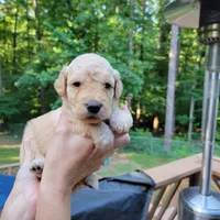 Willie- Black Collar, a male Goldendoodle for sale in Dallas, GA – 1 of 2