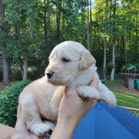 June- Purple Collar, a male Goldendoodle for sale in Dallas, GA – 1 of 2