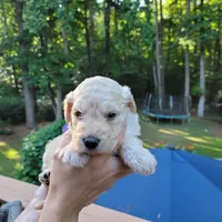 June- Purple Collar, a male Goldendoodle for sale in Dallas, GA – 2 of 2