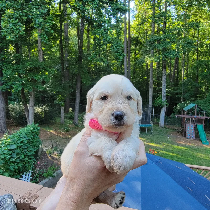 Dolly- Pink Collar – Goldendoodle puppy for sale in Dallas, GA