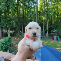 Dolly- Pink Collar, a male Goldendoodle for sale in Dallas, GA – 1 of 2